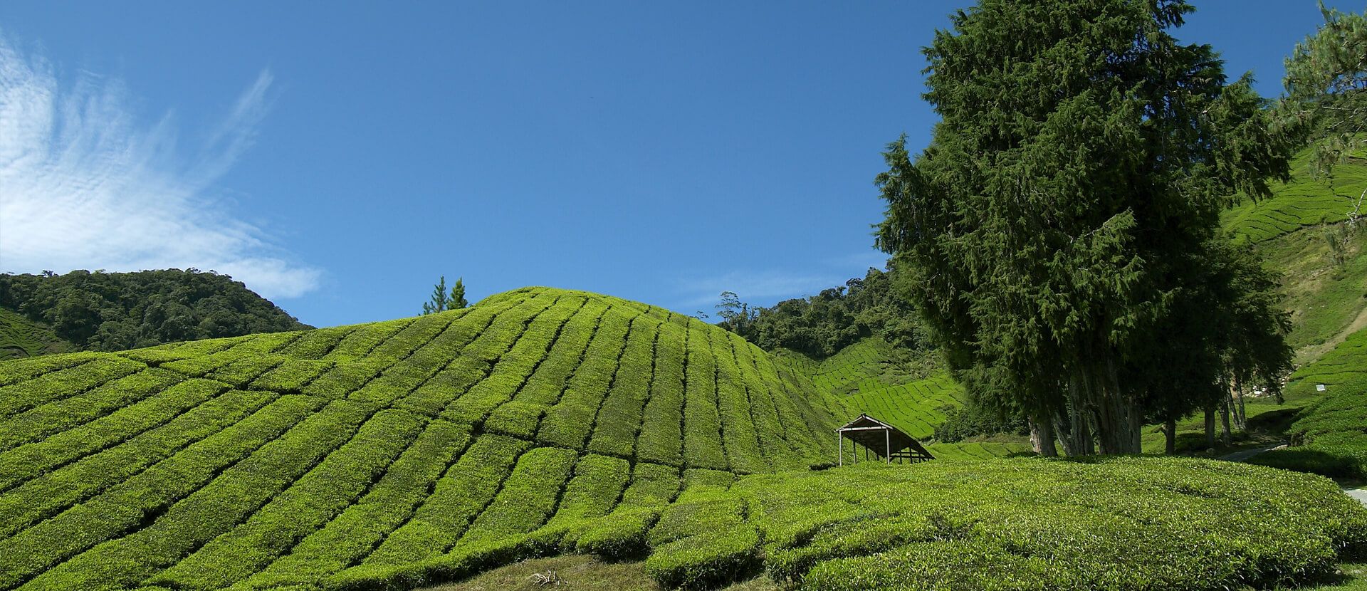 Cameron Highlands Resort