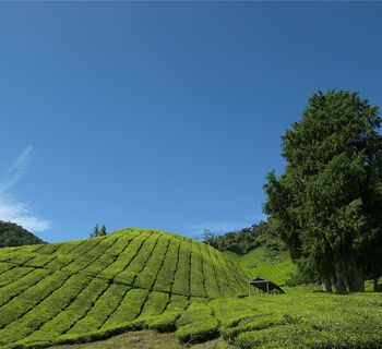 Cameron Highlands Resort