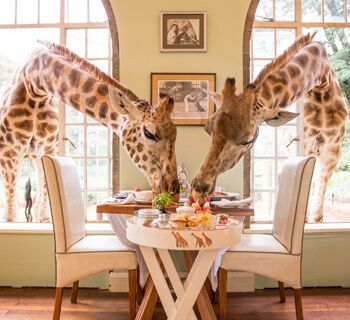 Giraffe Manor