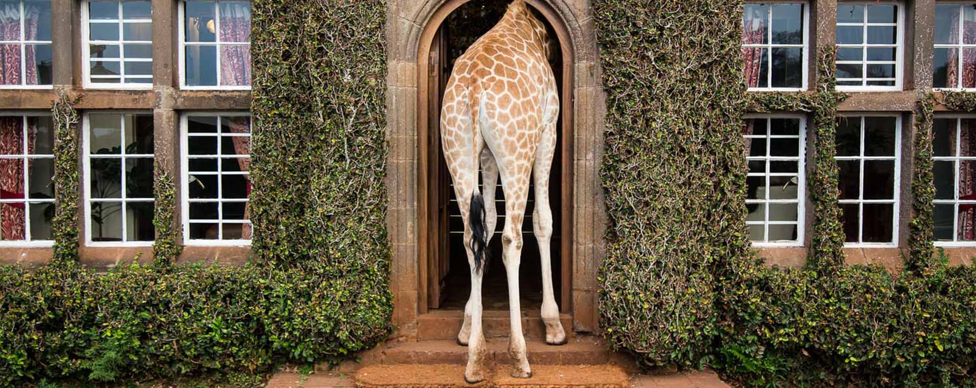 Giraffe Manor