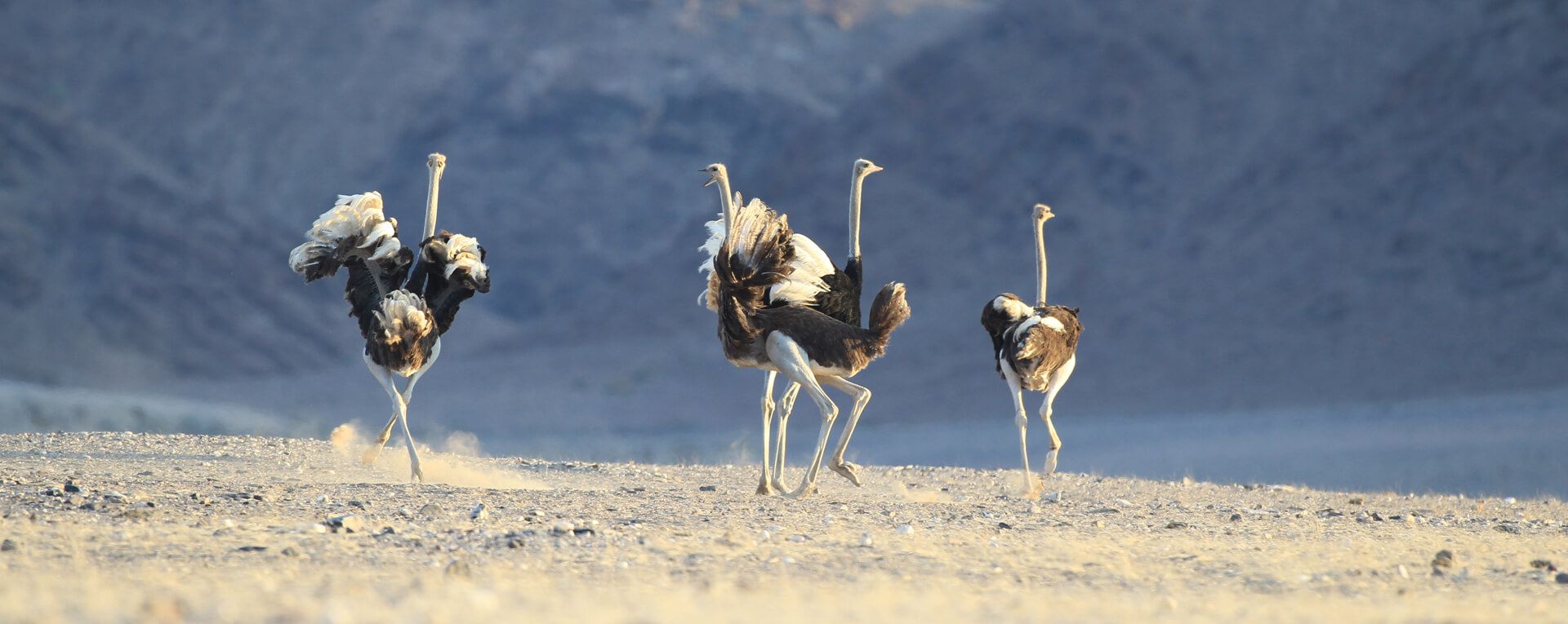 Hoanib Skeleton Coast Camp