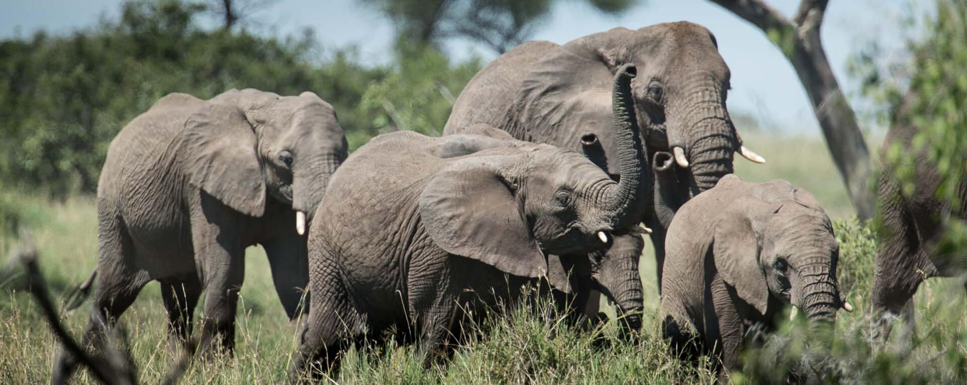 Singita Serengeti House