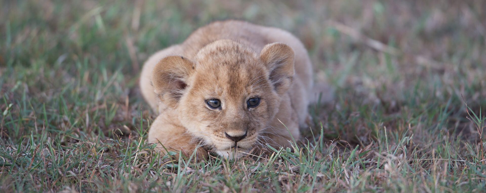 Singita Serengeti House