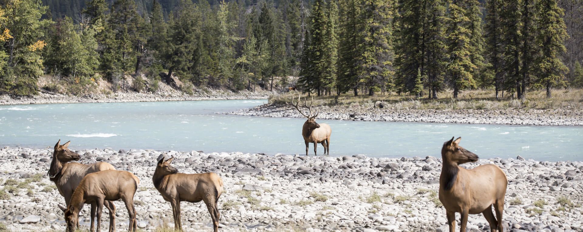 Rocky Mountaineer