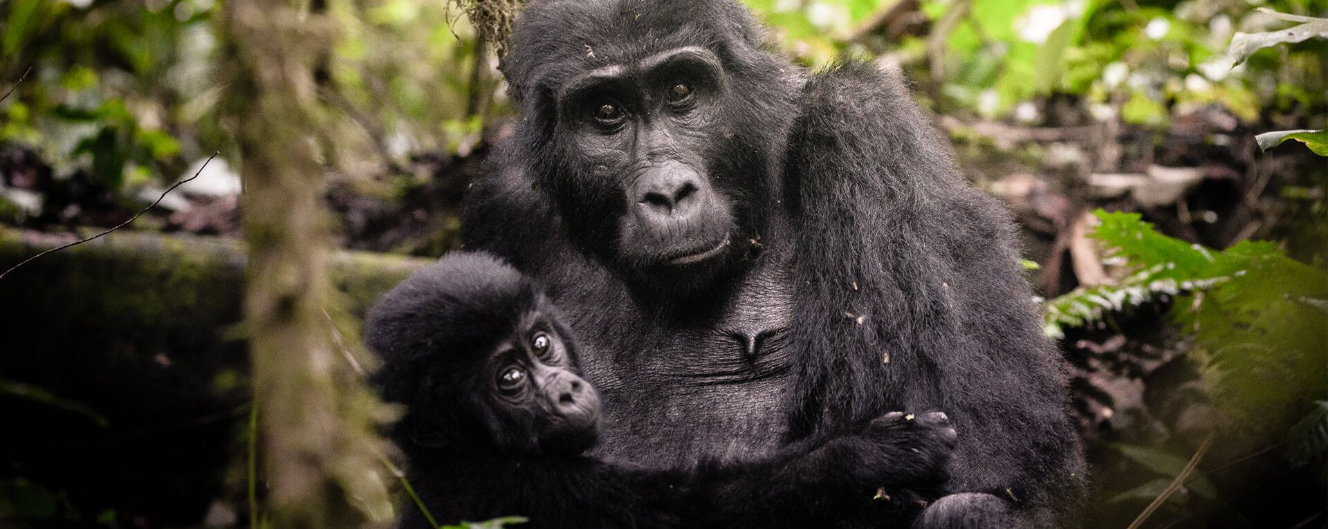 Sanctuary Gorilla Forest Camp Uganda