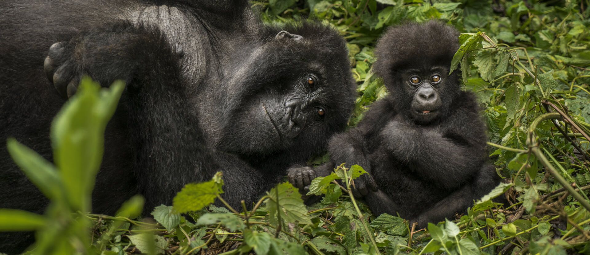 One&Only Gorilla's Nest