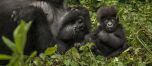 One&Only Gorilla's Nest