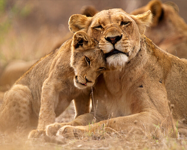 Verwunderlich Kruger Nationalpark Malaria Bild
