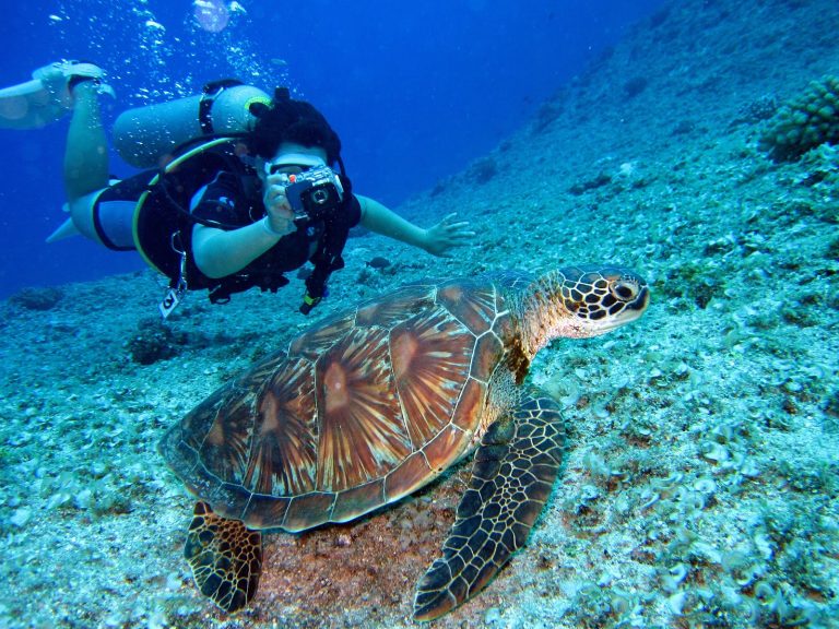 woman scuba diving and taking photo of turtle