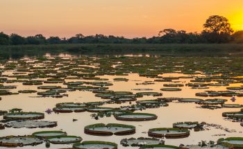 The Pantanal - All the wildlife, less of the trees