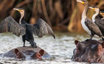 Hippos