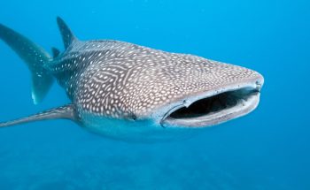 Whale Shark